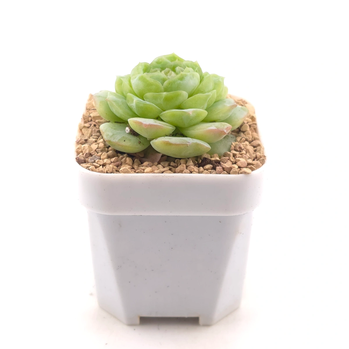 Echeveria 'Jade Lemon' | 翡翠柠檬 thumbnail 3