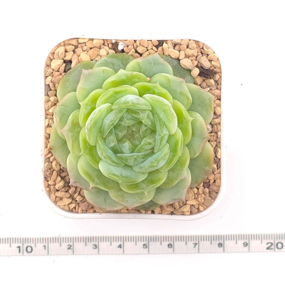Echeveria 'Jade Lemon' | 翡翠柠檬 thumbnail 4