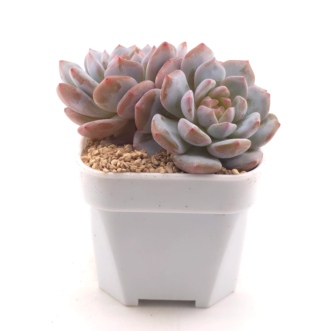 Echeveria ‘Jade Lotus’ | 玉芙蓉 thumbnail 3