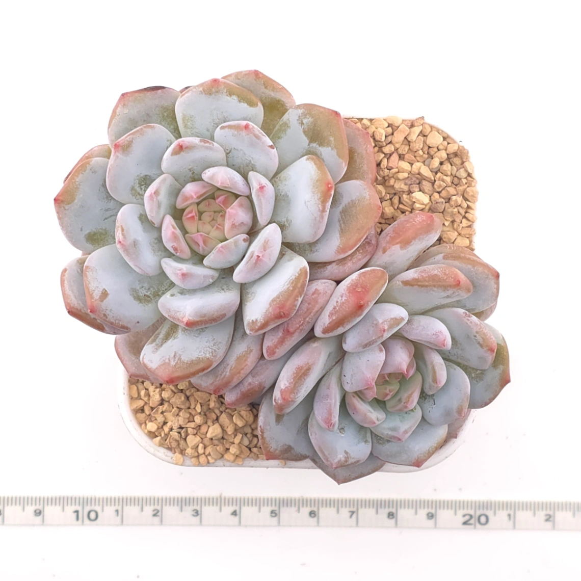 Echeveria ‘Jade Lotus’ | 玉芙蓉 thumbnail 4