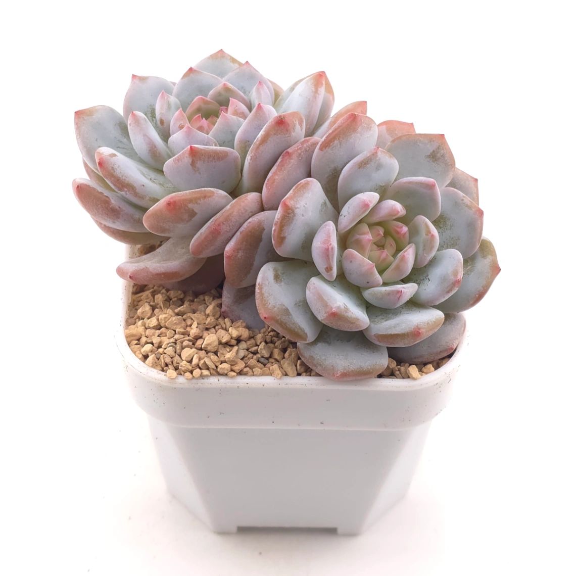 Echeveria ‘Jade Lotus’ | 玉芙蓉 thumbnail 2