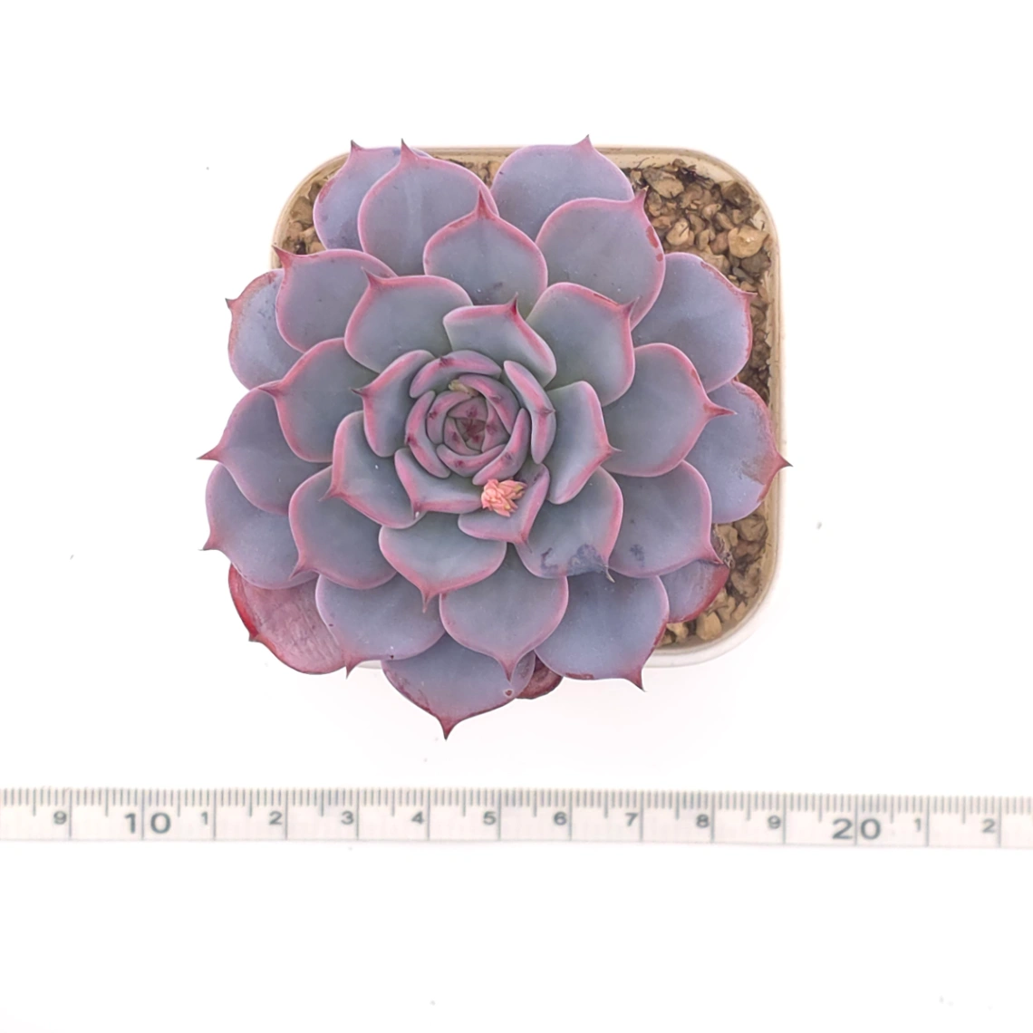 Echeveria ‘Laulensis’ | 勞倫斯 thumbnail 4