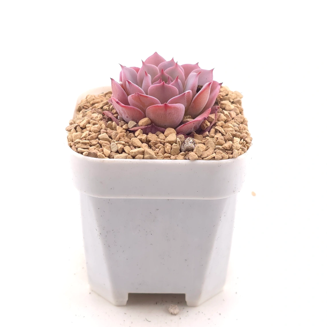 Echeveria ‘Laulensis’ | 勞倫斯 thumbnail 3