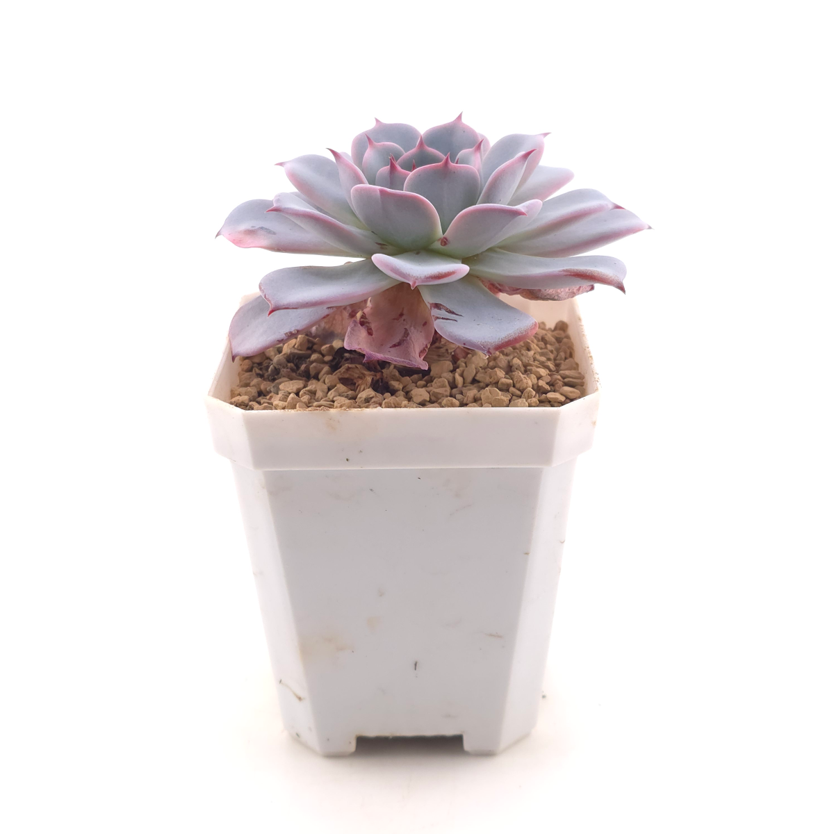 Echeveria ‘Laulensis’ | 勞倫斯 thumbnail 3