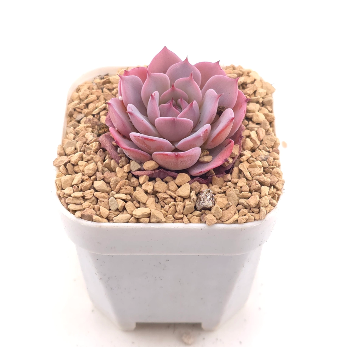 Echeveria ‘Laulensis’ | 勞倫斯 thumbnail 2