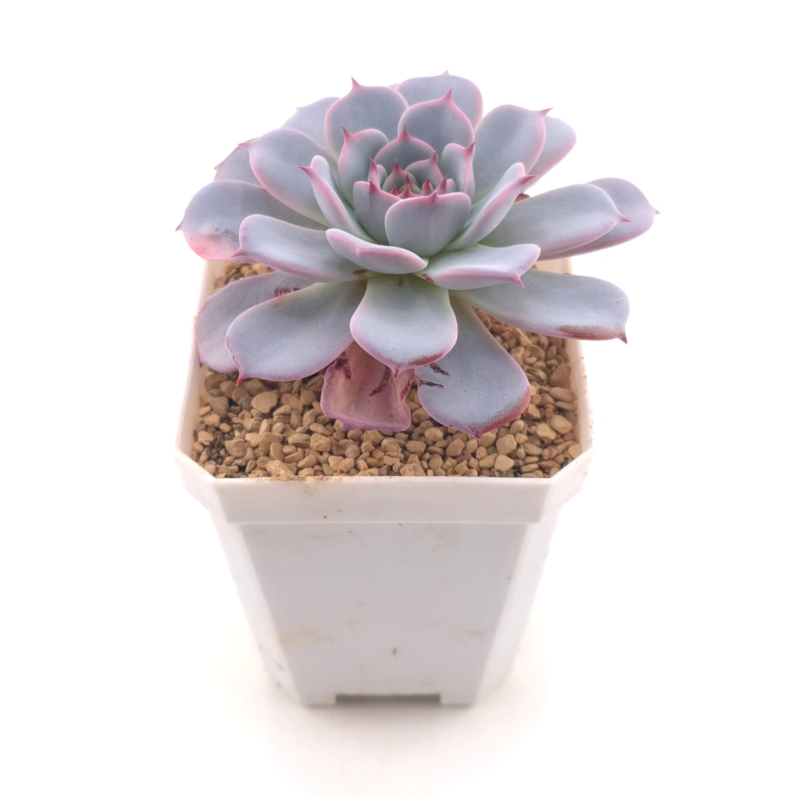 Echeveria ‘Laulensis’ | 勞倫斯 thumbnail 2