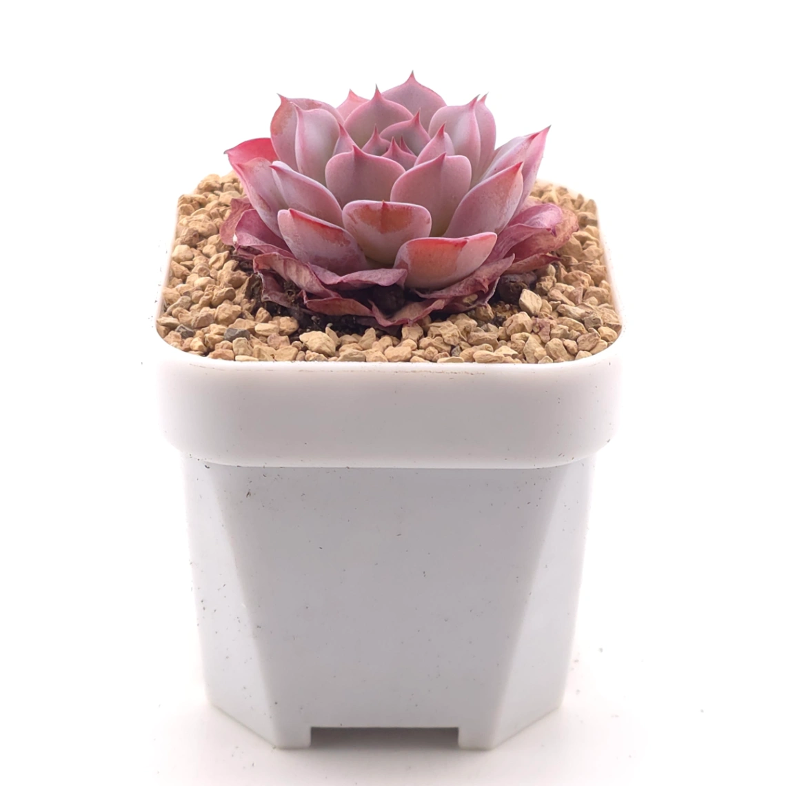 Echeveria ‘Laulensis’ | 勞倫斯 thumbnail 3