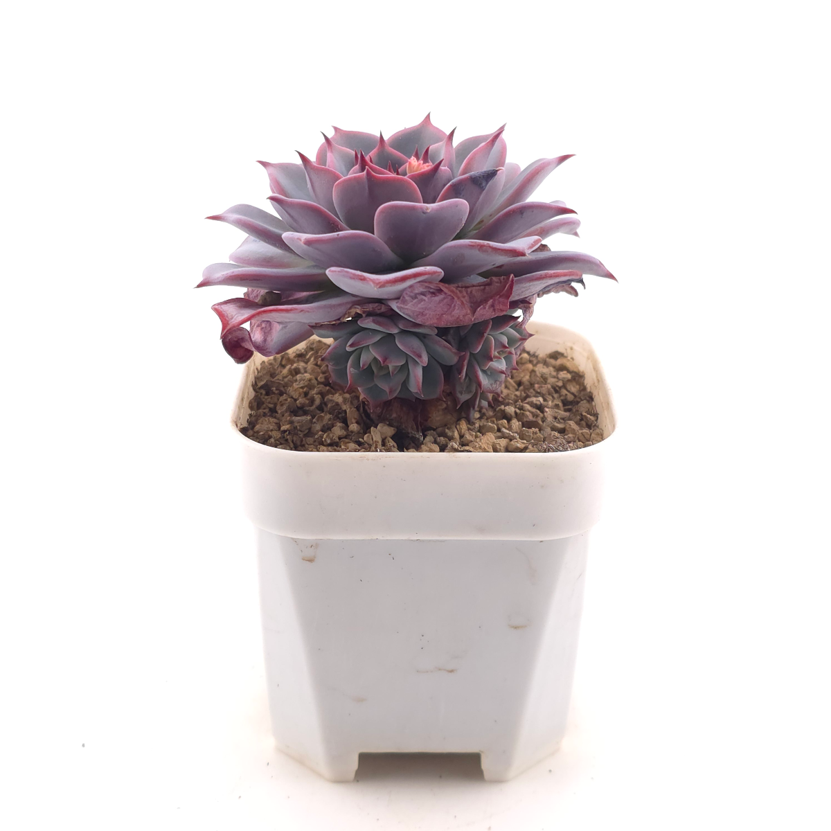 Echeveria ‘Laulensis’ | 勞倫斯 thumbnail 3