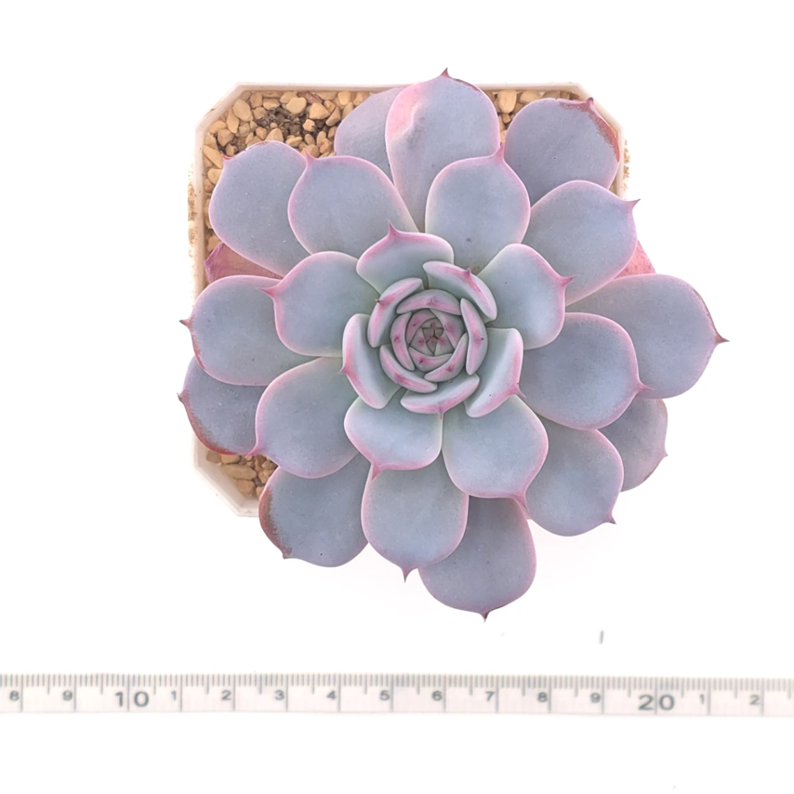 Echeveria ‘Laulensis’ | 勞倫斯 thumbnail 4