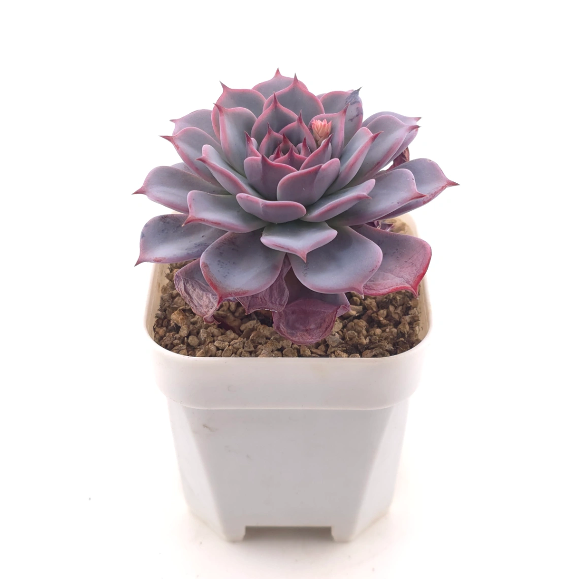 Echeveria ‘Laulensis’ | 勞倫斯 thumbnail 2