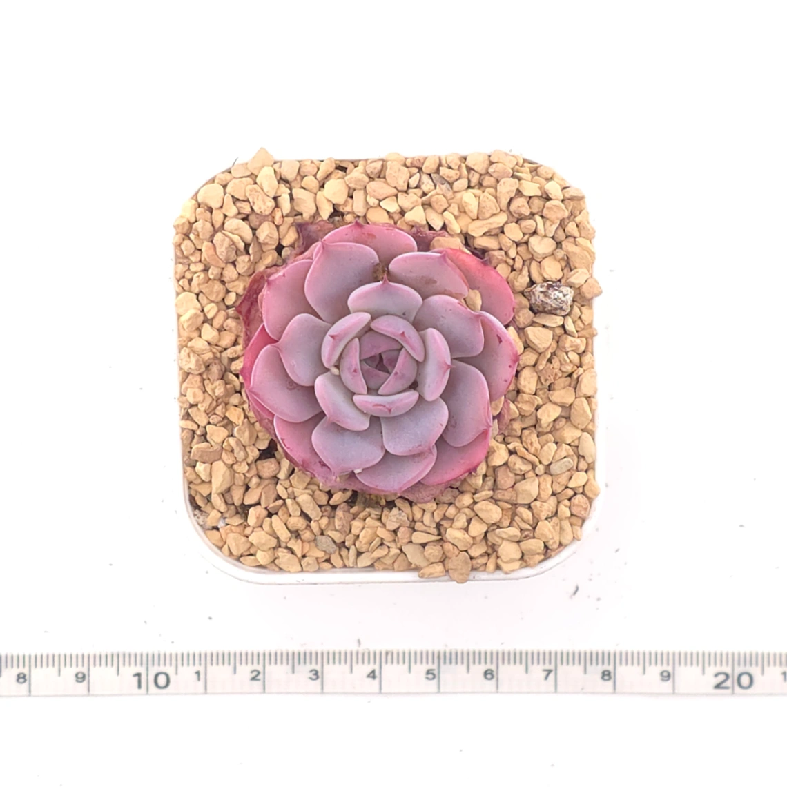Echeveria ‘Laulensis’ | 勞倫斯 thumbnail 4