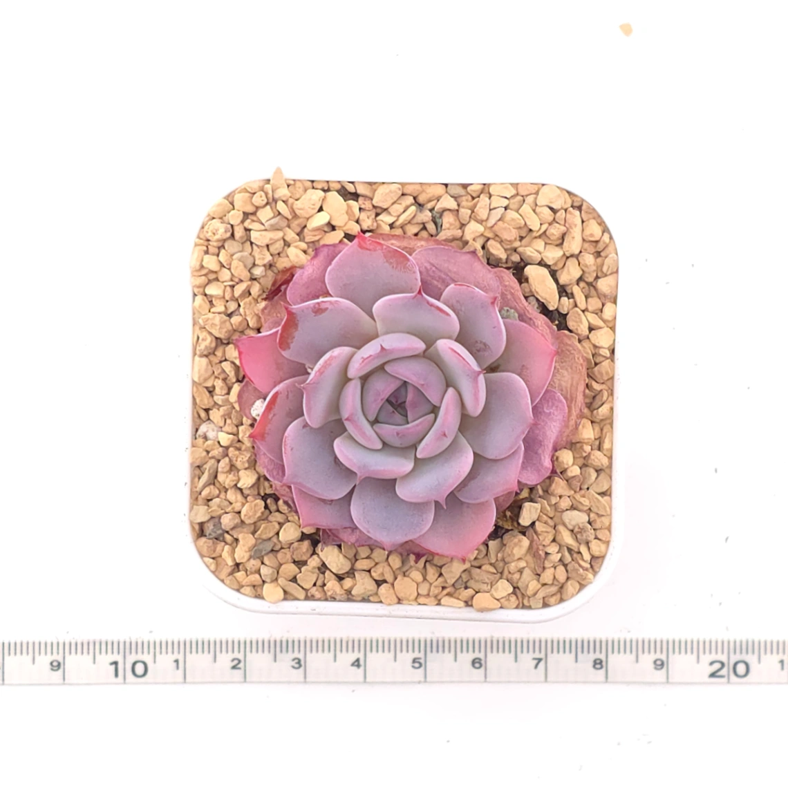 Echeveria ‘Laulensis’ | 勞倫斯 thumbnail 4