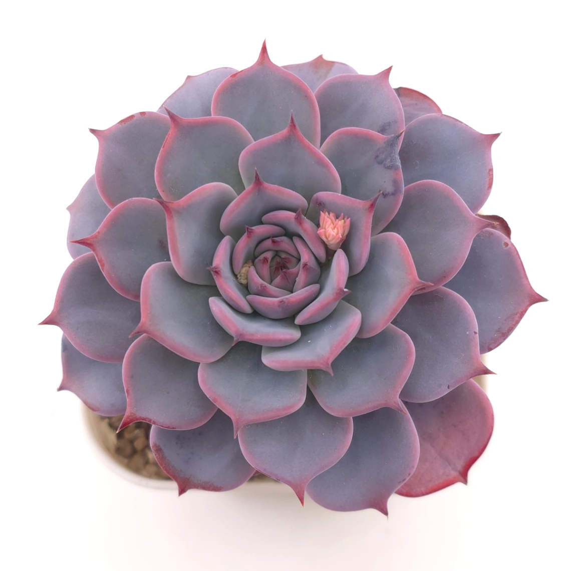 Echeveria ‘Laulensis’ | 勞倫斯 - View 1