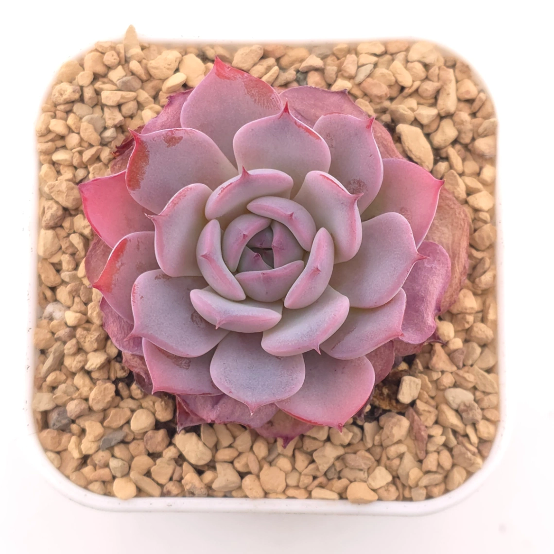Echeveria ‘Laulensis’ | 勞倫斯 - View 1