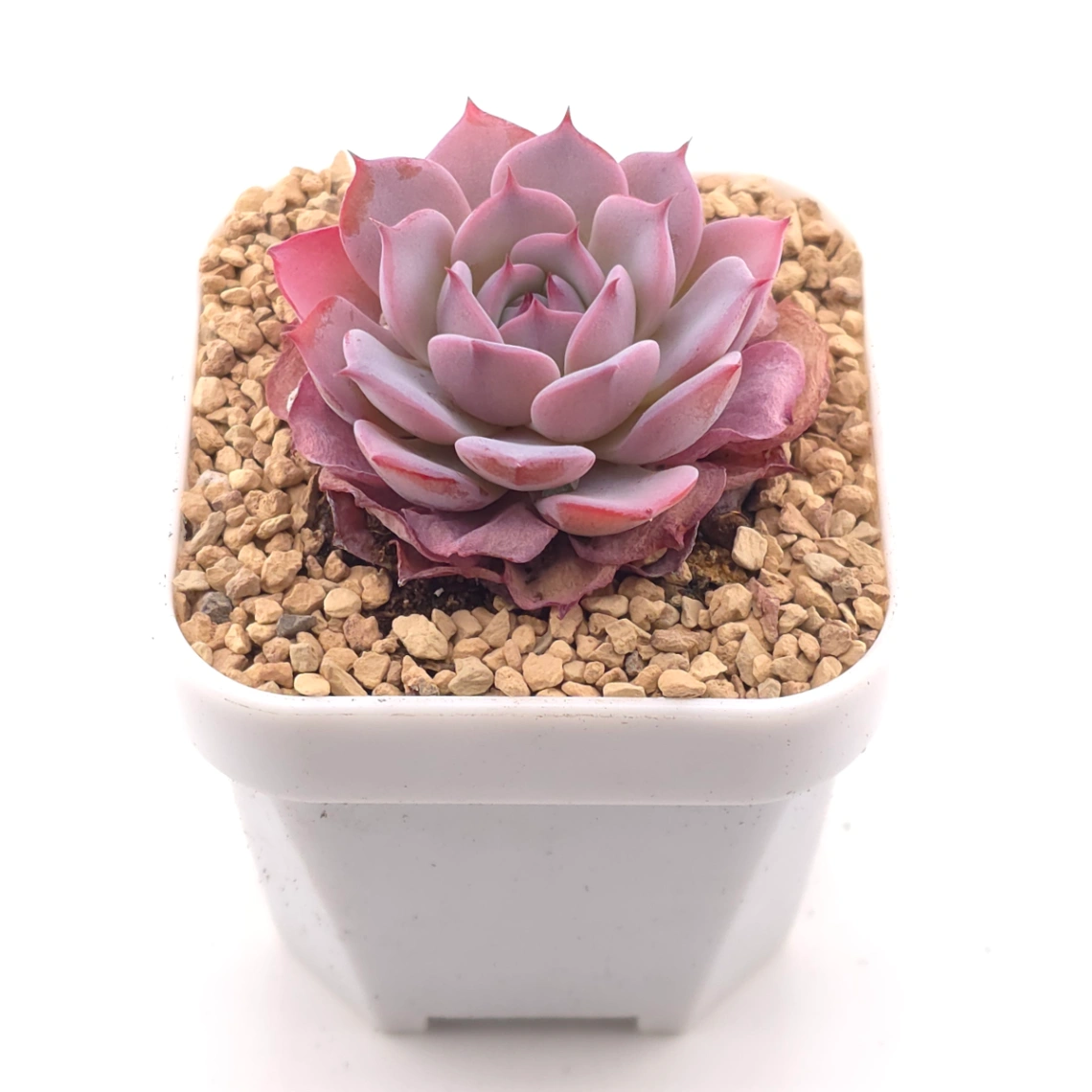 Echeveria ‘Laulensis’ | 勞倫斯 thumbnail 2