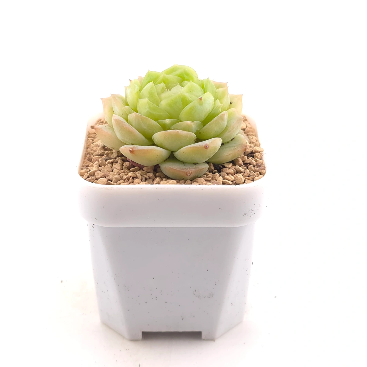 Echeveria 'Lemon Berry' | 檸檬貝瑞 thumbnail 3