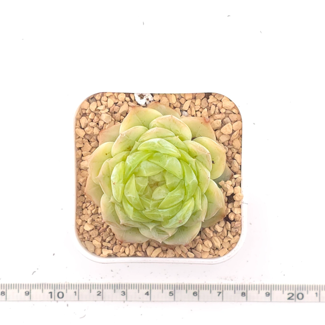 Echeveria 'Lemon Berry' | 檸檬貝瑞 thumbnail 4