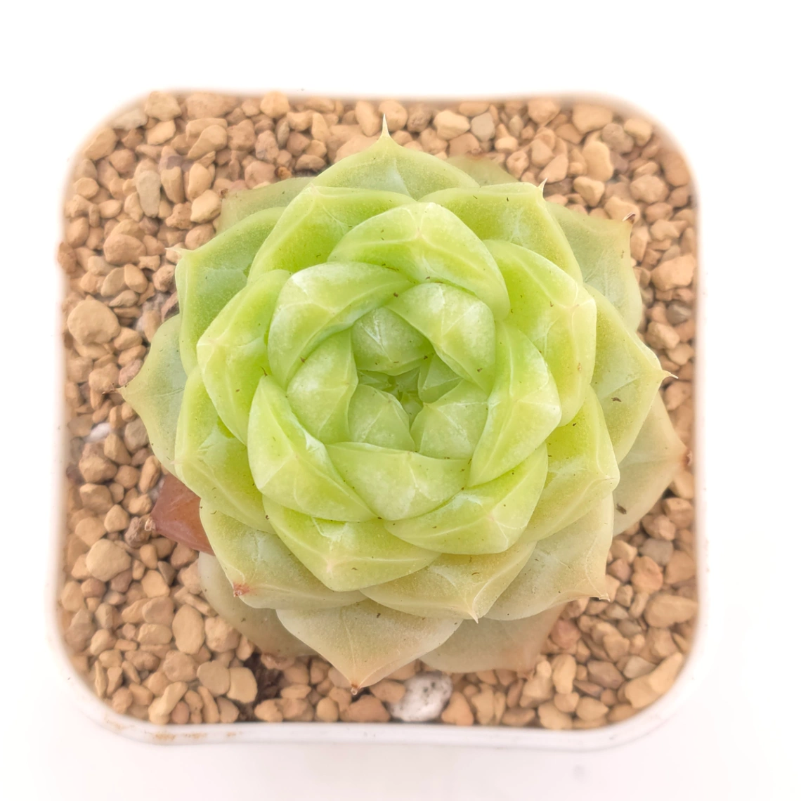 Echeveria 'Lemon Berry' | 檸檬貝瑞 - View 1
