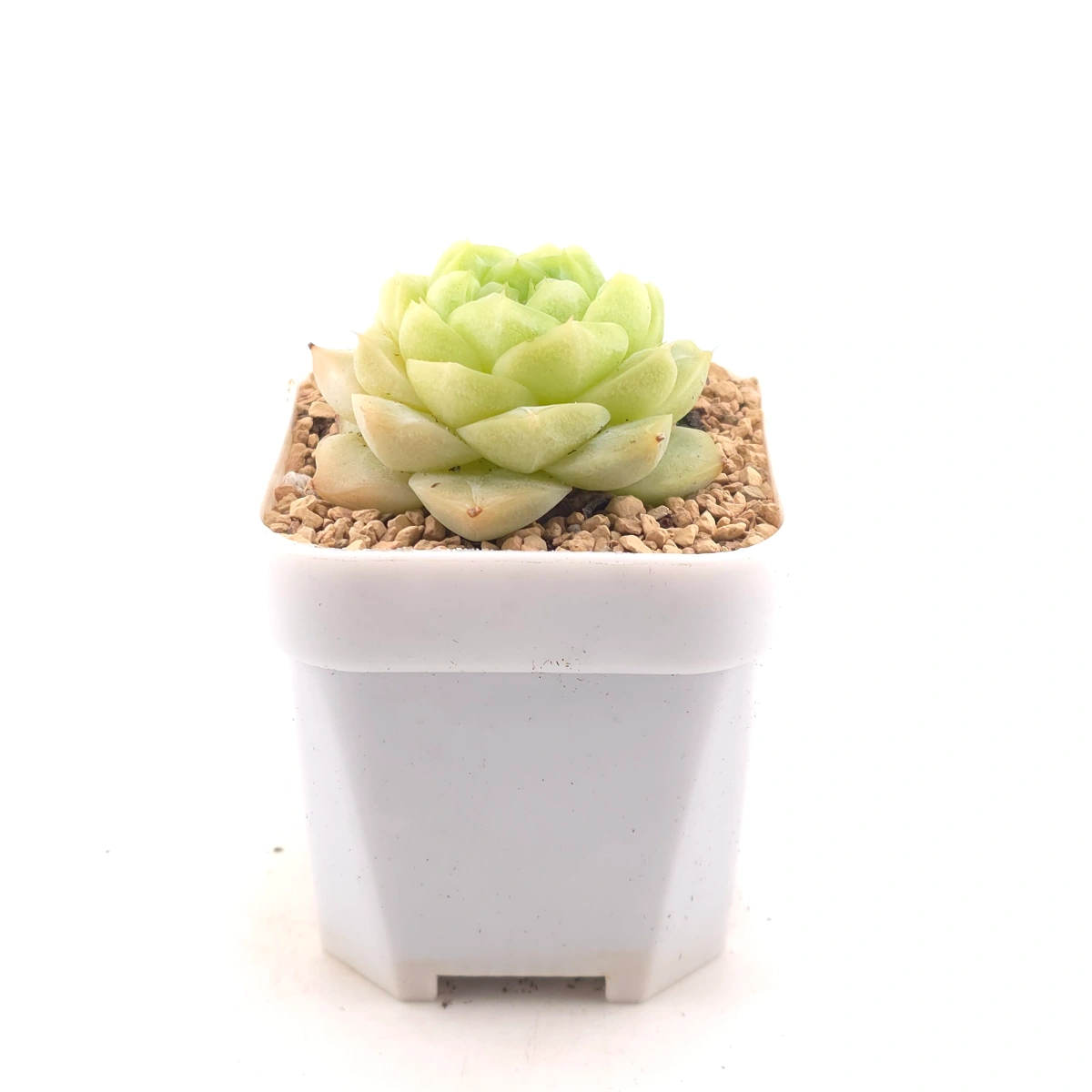 Echeveria 'Lemon Berry' | 檸檬貝瑞 thumbnail 3