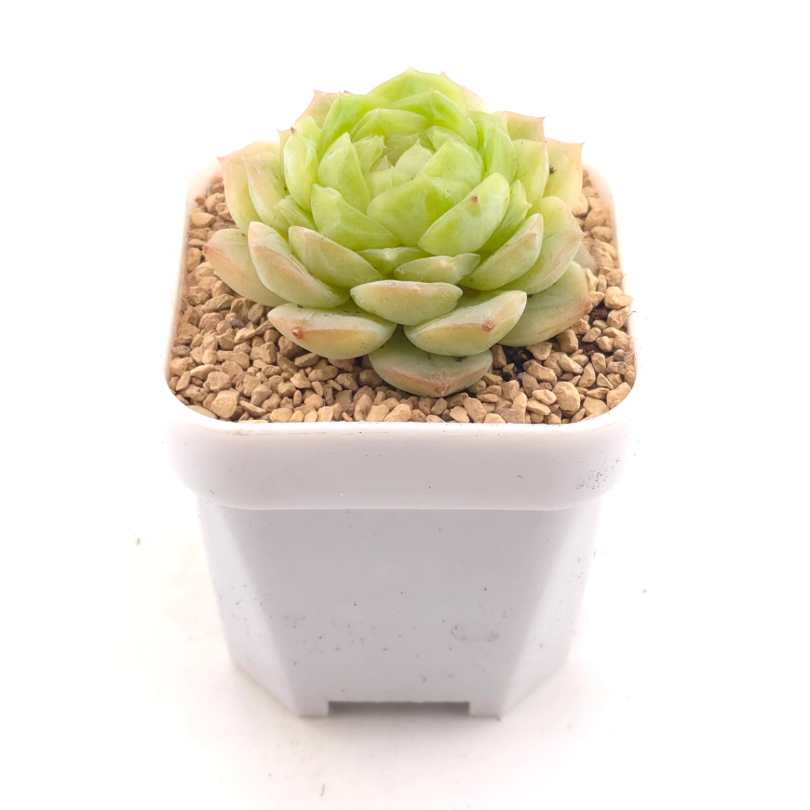 Echeveria 'Lemon Berry' | 檸檬貝瑞 thumbnail 2