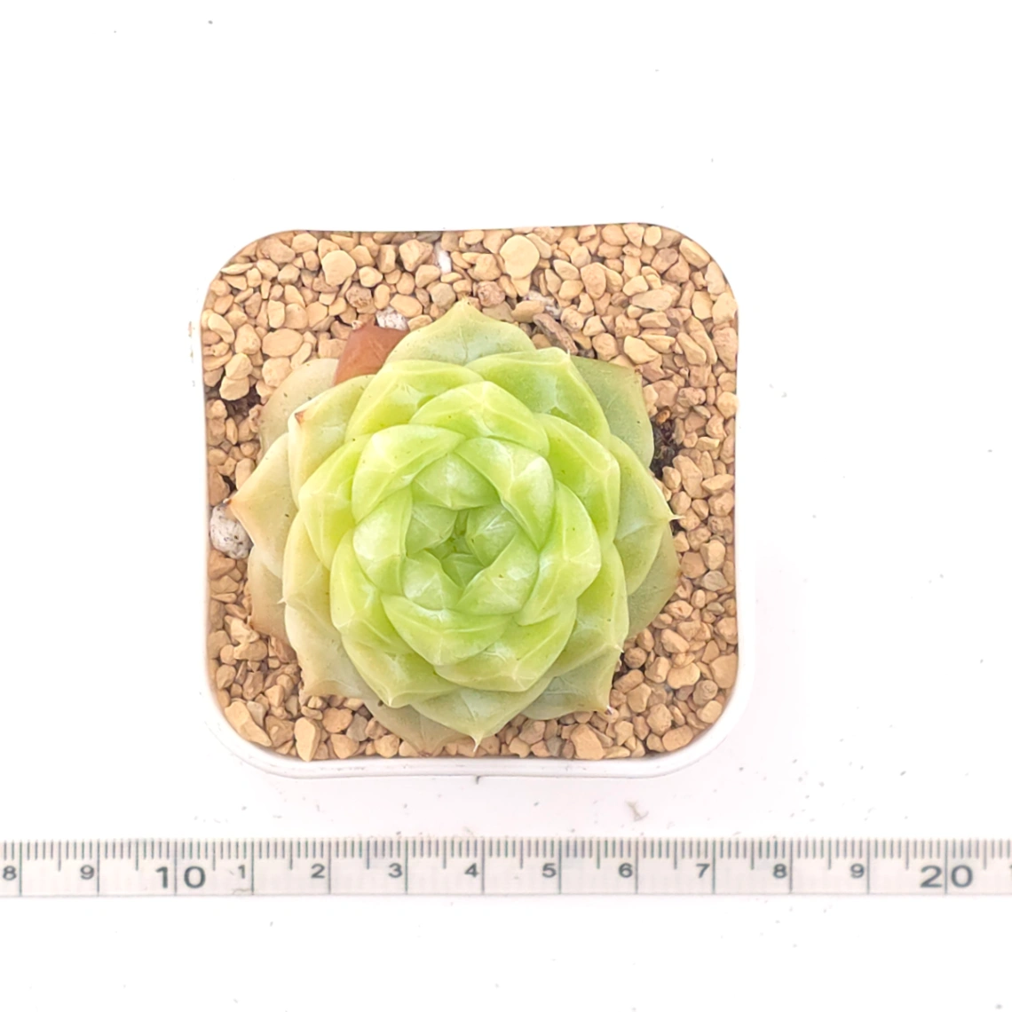 Echeveria 'Lemon Berry' | 檸檬貝瑞 thumbnail 4