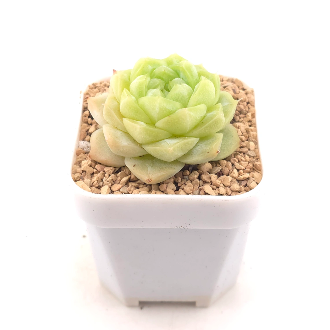 Echeveria 'Lemon Berry' | 檸檬貝瑞 thumbnail 2