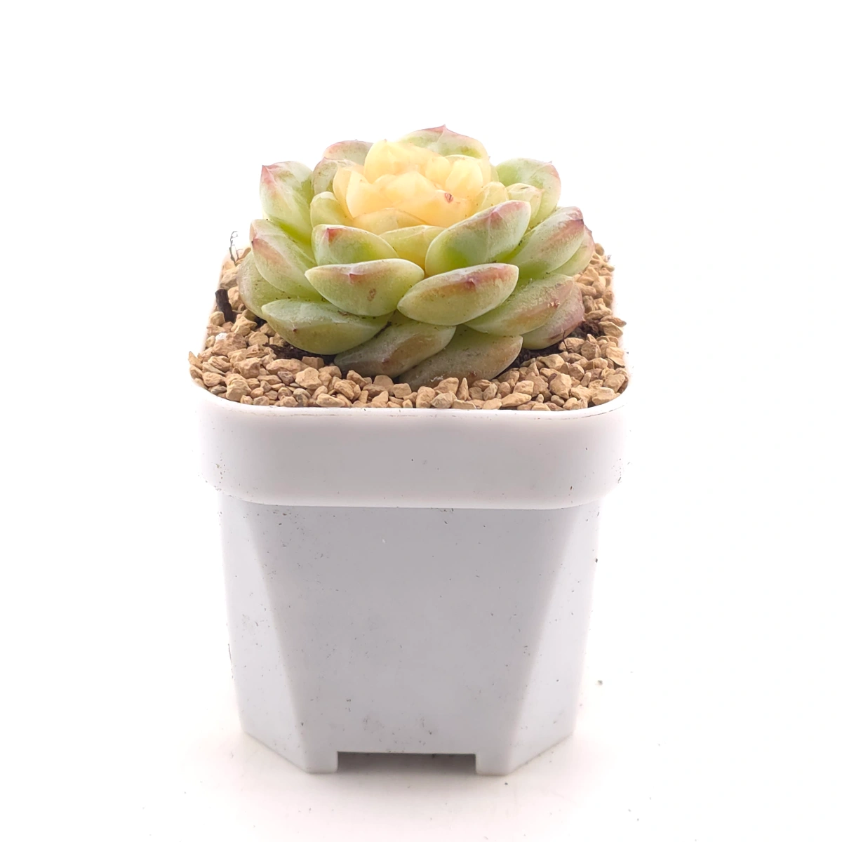 Echeveria 'Lemon Lime' | 翡翠青檸 thumbnail 3