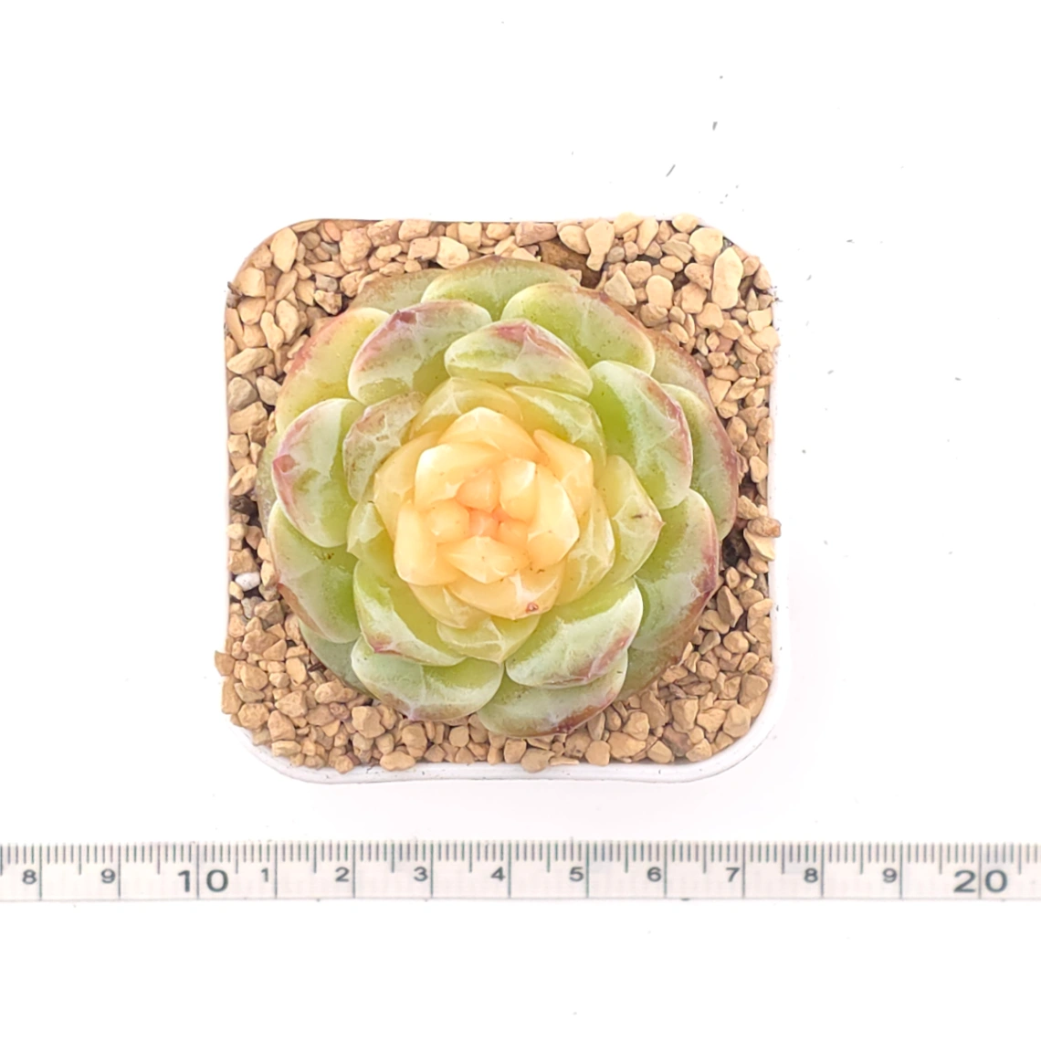 Echeveria 'Lemon Lime' | 翡翠青檸 thumbnail 4
