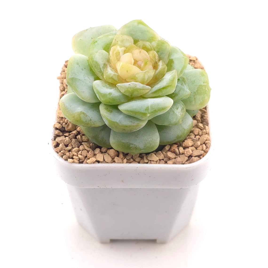 Echeveria 'Lemon Lime' | 翡翠青檸 thumbnail 2
