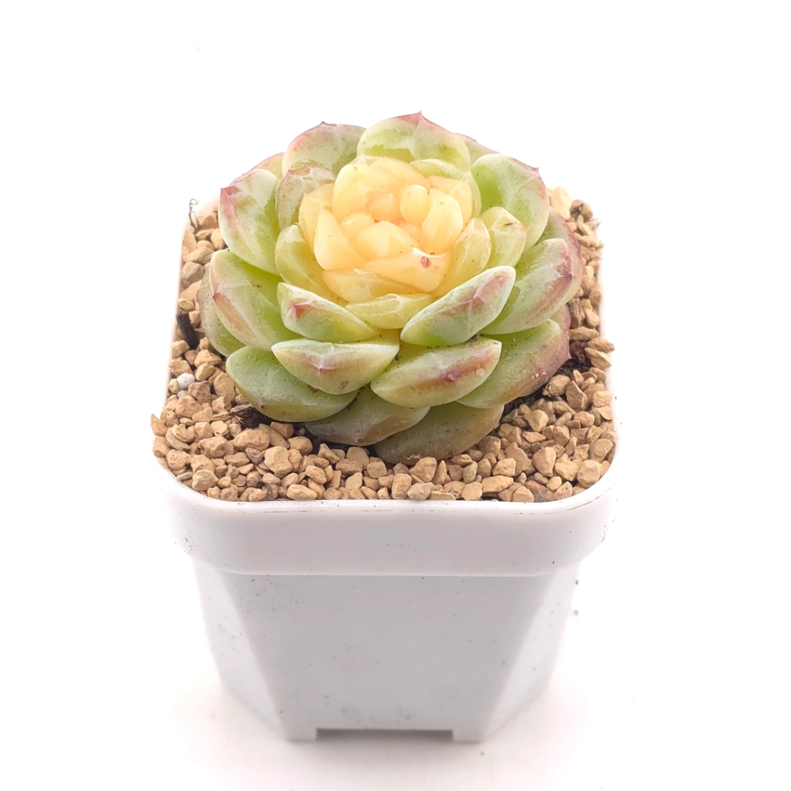 Echeveria 'Lemon Lime' | 翡翠青檸 thumbnail 2
