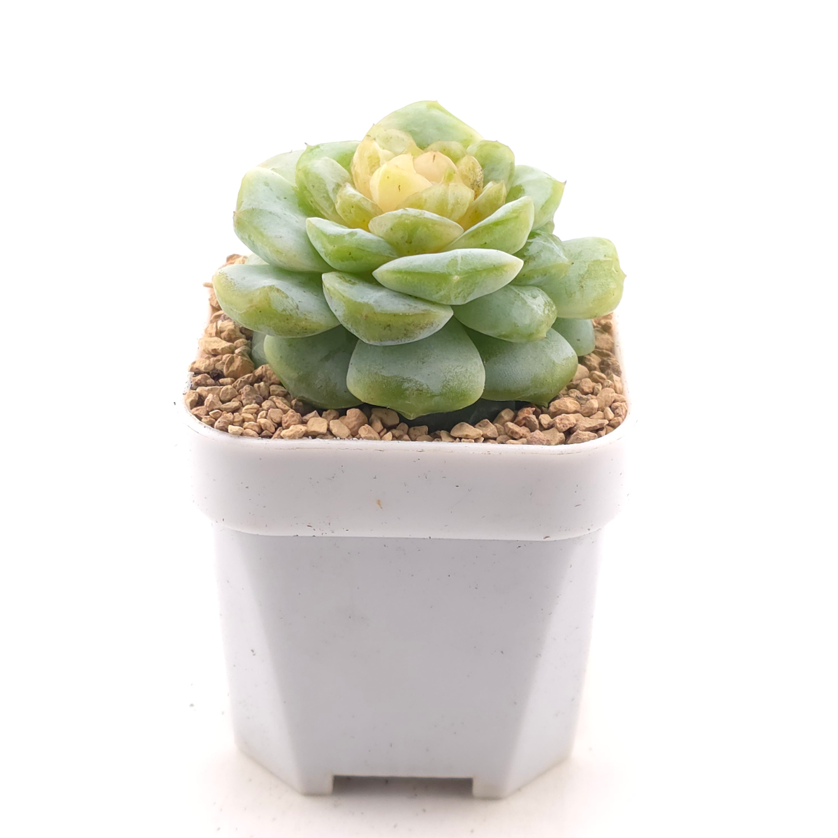 Echeveria 'Lemon Lime' | 翡翠青檸 thumbnail 3