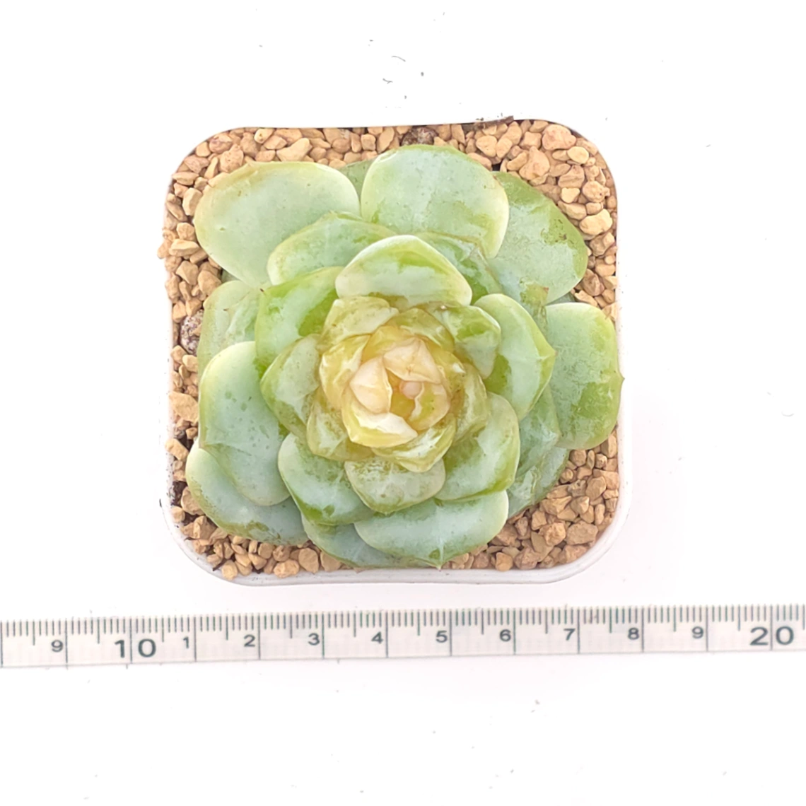 Echeveria 'Lemon Lime' | 翡翠青檸 thumbnail 4
