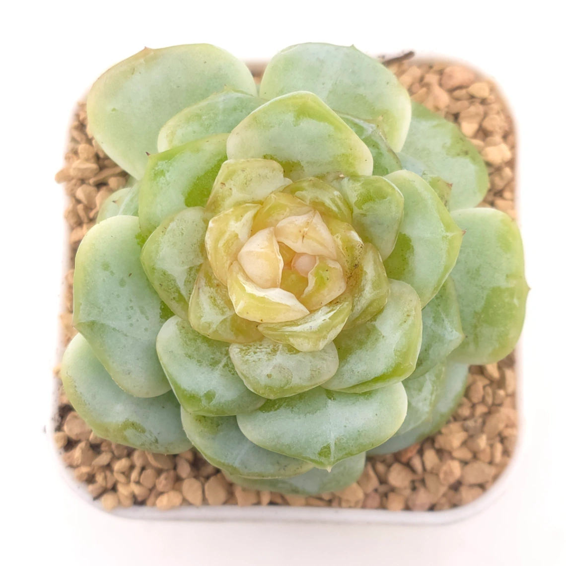 Echeveria 'Lemon Lime' | 翡翠青檸 - View 1