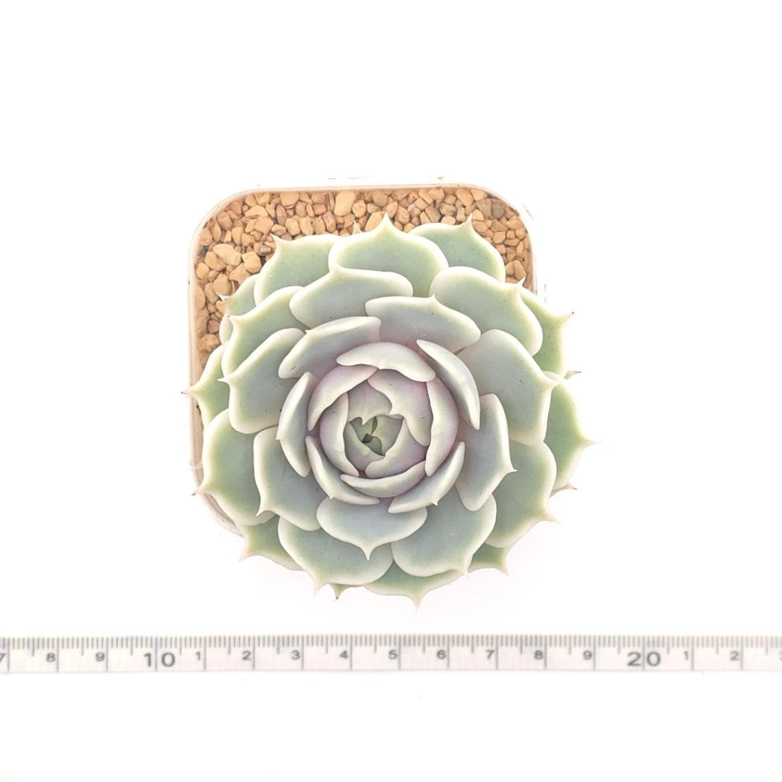 Echeveria ‘Lola’ | 露娜蓮 thumbnail 4