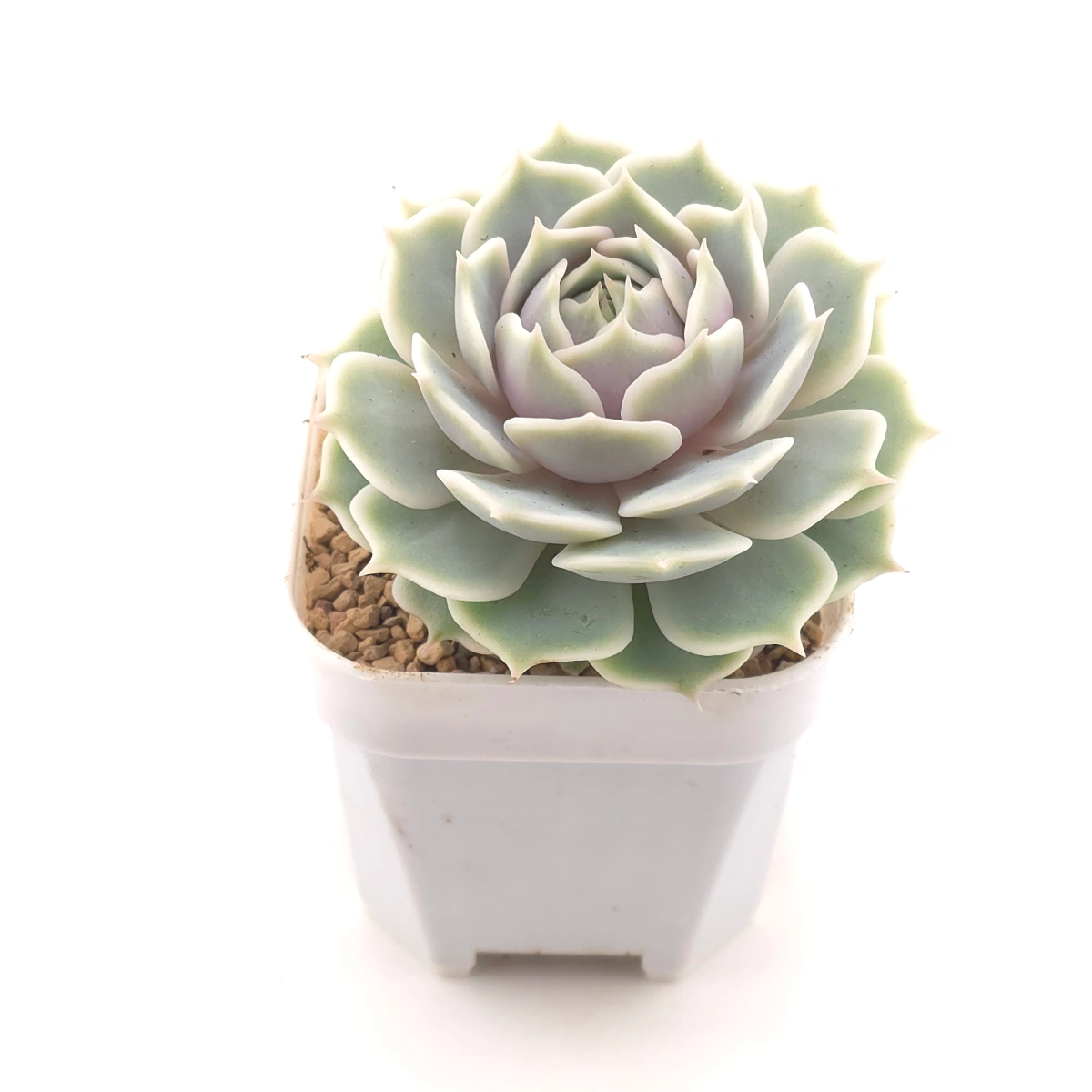 Echeveria ‘Lola’ | 露娜蓮 thumbnail 2