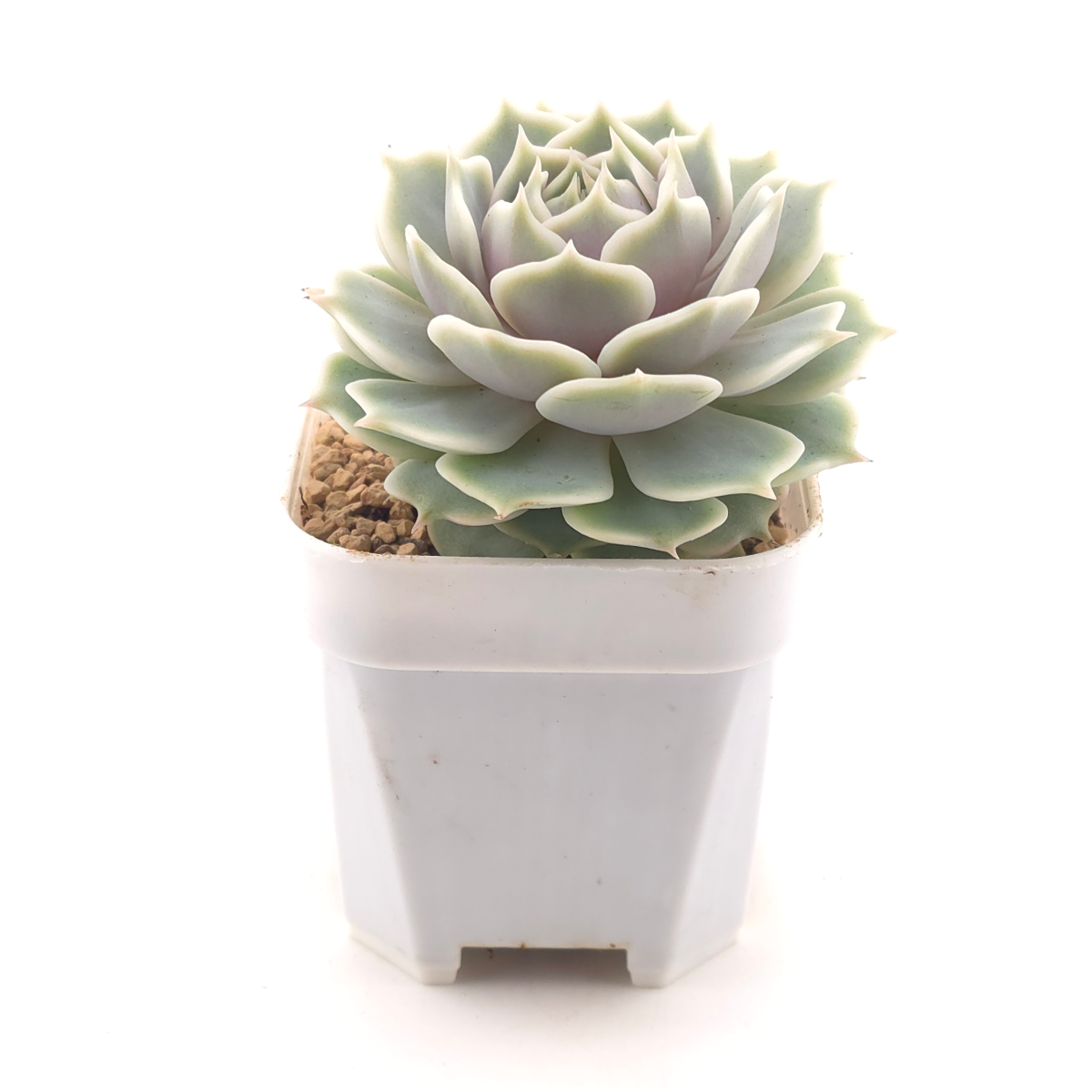 Echeveria ‘Lola’ | 露娜蓮 thumbnail 3