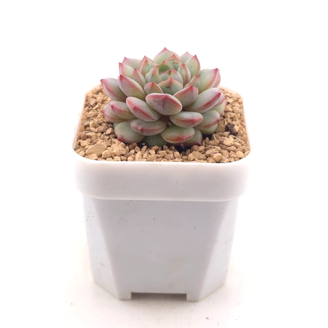 Echeveria ‘Pink Line’ | 粉線石蓮 thumbnail 3
