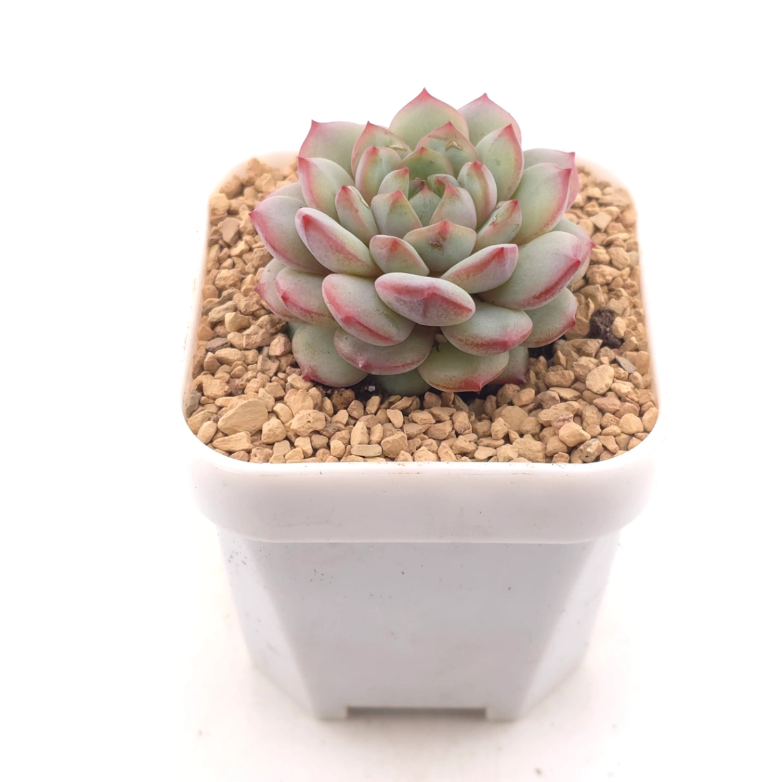 Echeveria ‘Pink Line’ | 粉線石蓮 thumbnail 2