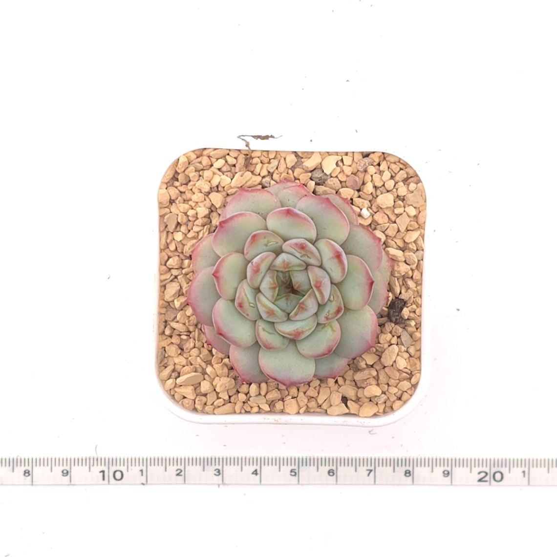 Echeveria ‘Pink Line’ | 粉線石蓮 thumbnail 4
