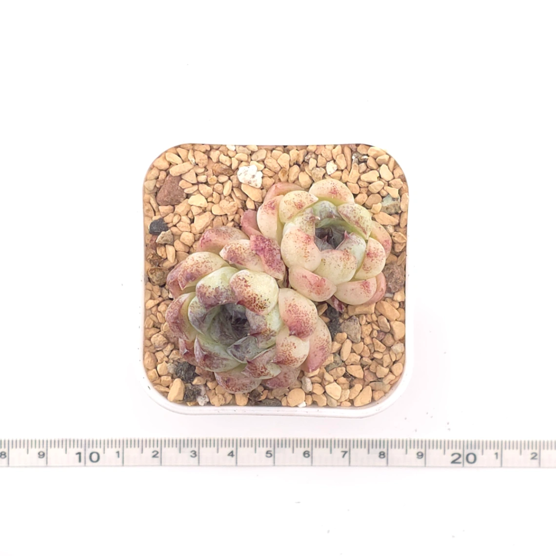 Echeveria 'Purple Violet' | 紫晶蓮 thumbnail 4