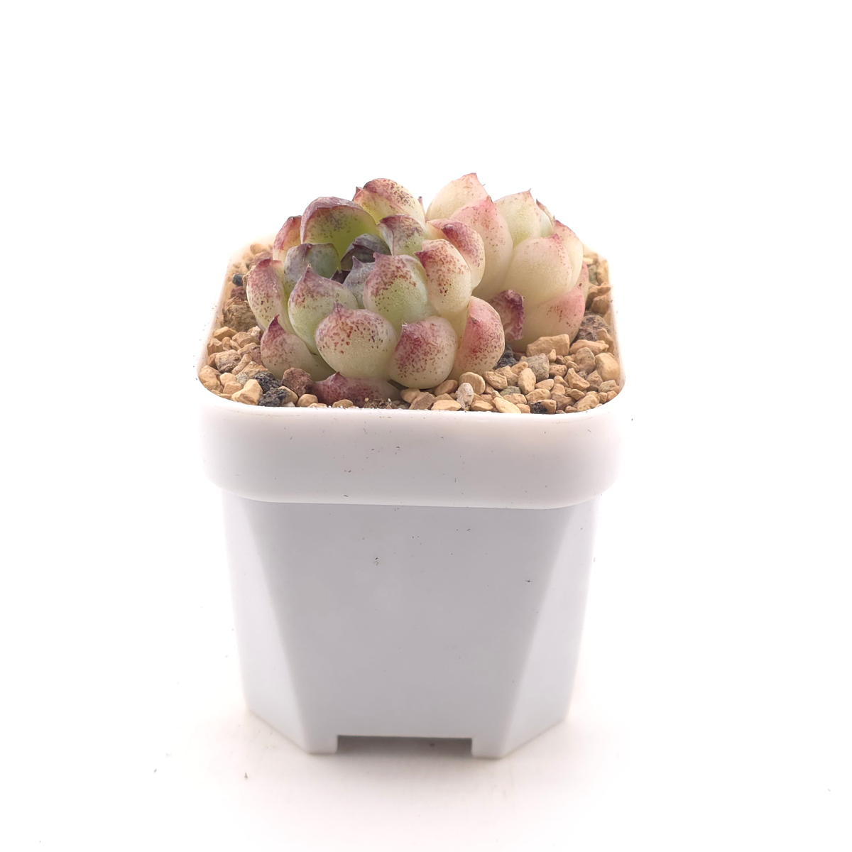 Echeveria 'Purple Violet' | 紫晶蓮 thumbnail 3