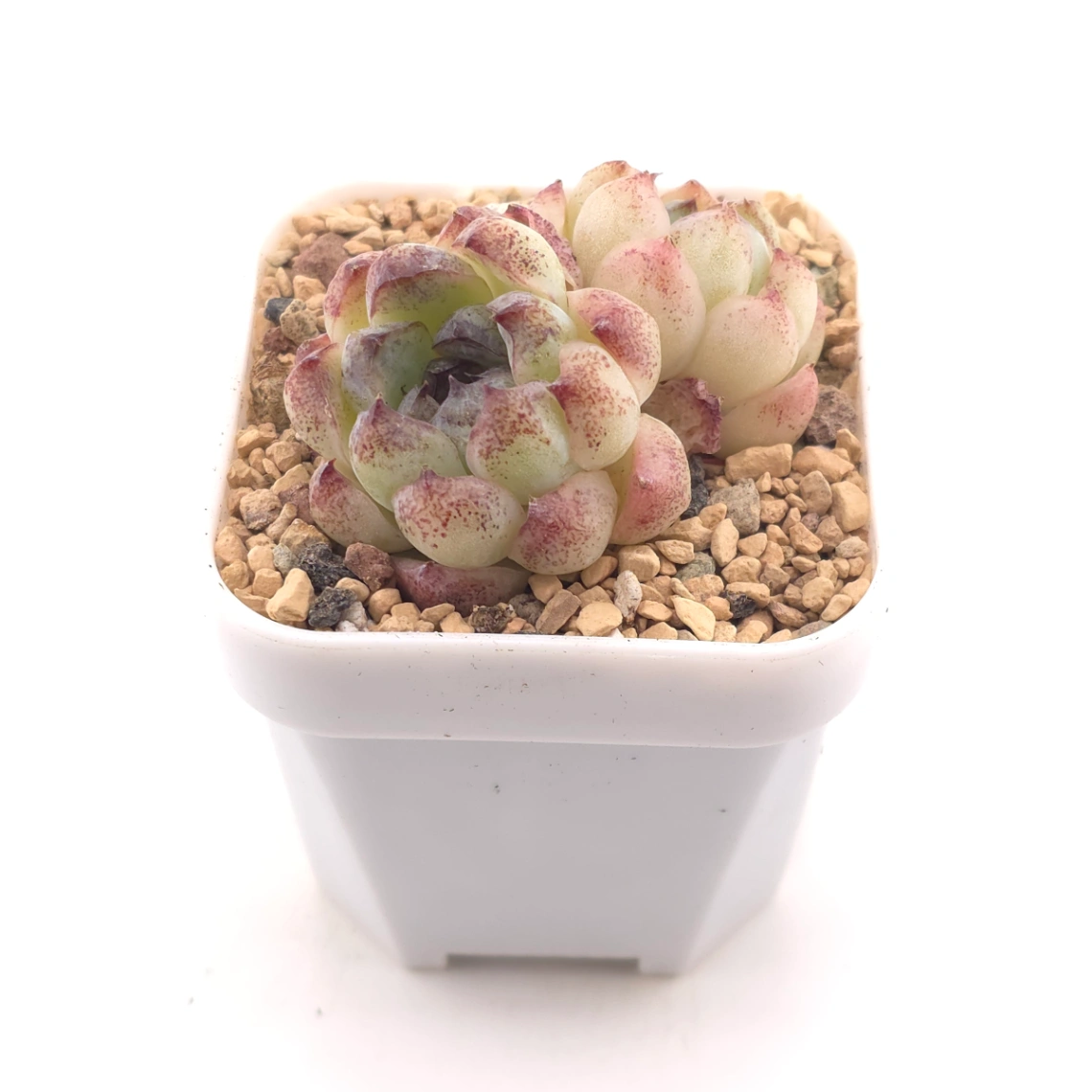 Echeveria 'Purple Violet' | 紫晶蓮 thumbnail 2