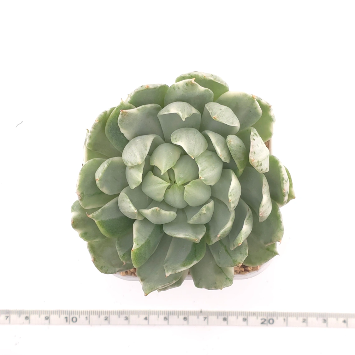 Echeveria ‘Queen Maria’ variegated | 女王瑪麗錦 thumbnail 4