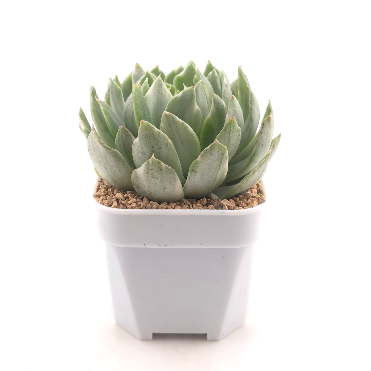 Echeveria ‘Queen Maria’ variegated | 女王瑪麗錦 thumbnail 3