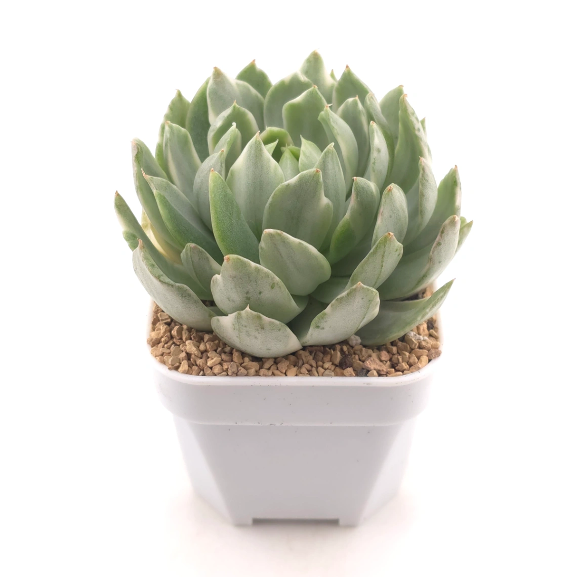 Echeveria ‘Queen Maria’ variegated | 女王瑪麗錦 thumbnail 2
