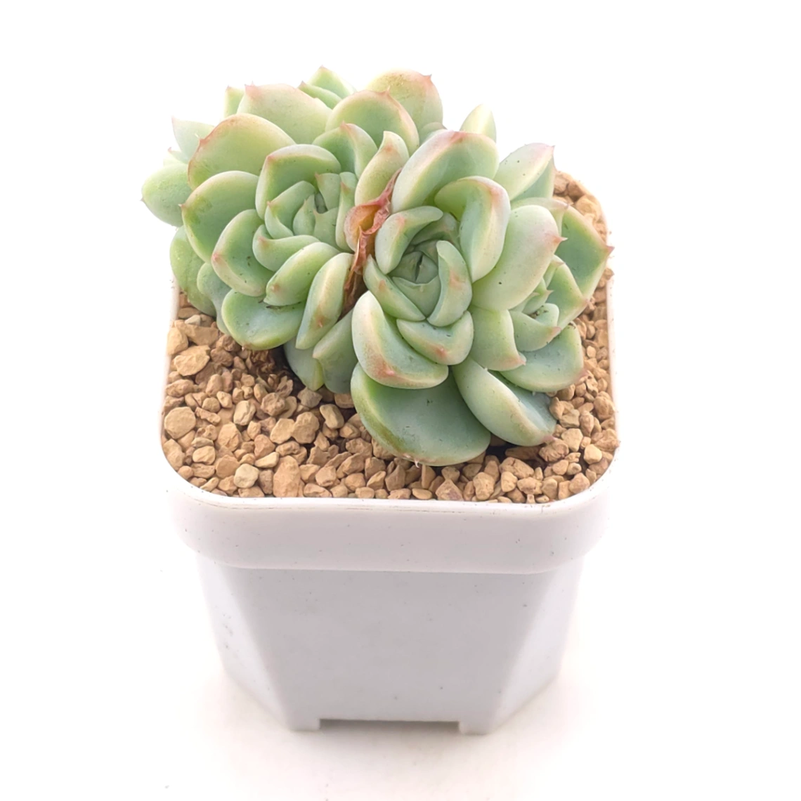 Echeveria ‘Red Velvet’ | 天鵝絨 thumbnail 2
