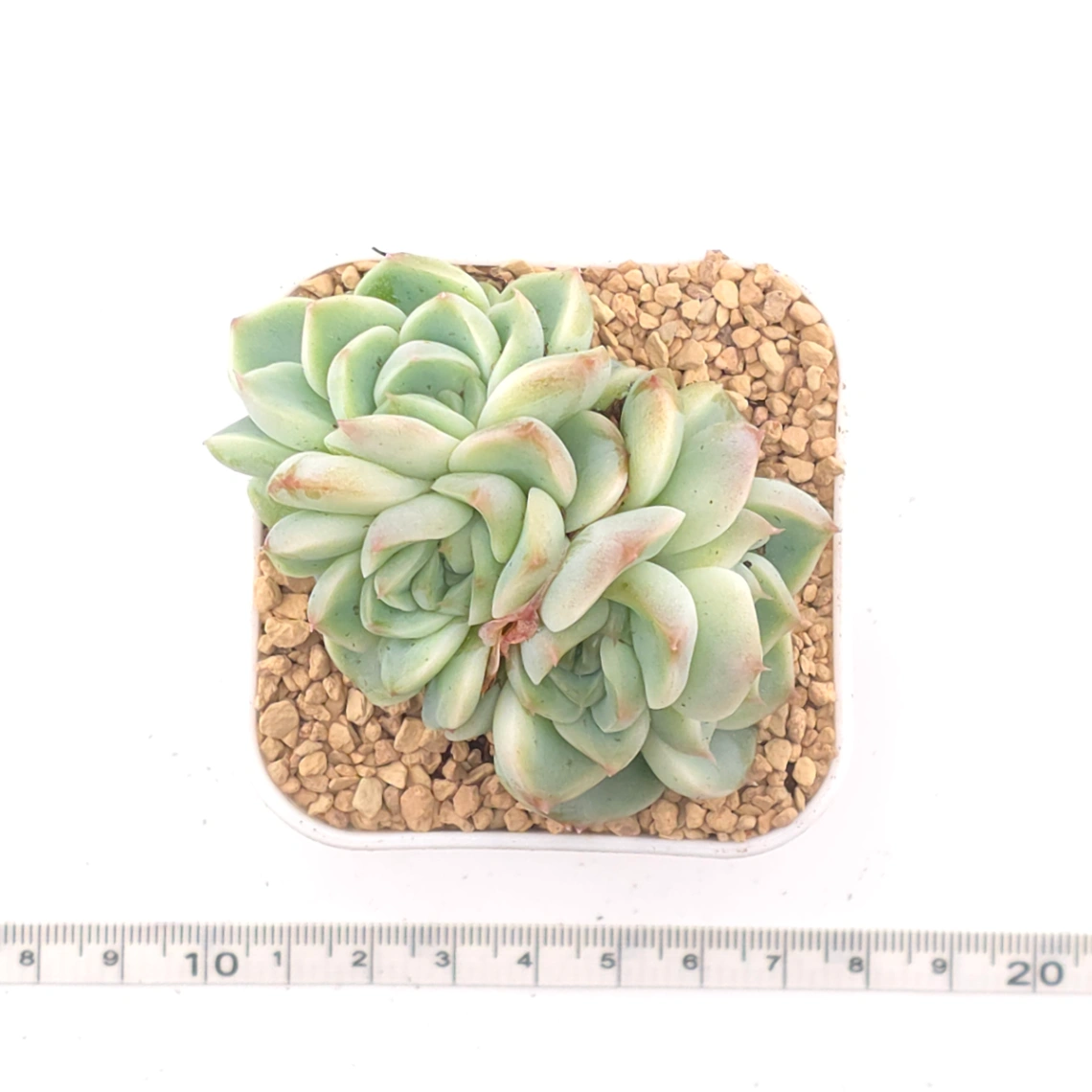 Echeveria ‘Red Velvet’ | 天鵝絨 thumbnail 4