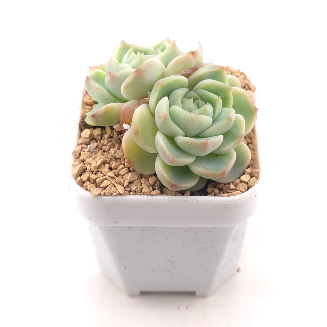 Echeveria ‘Red Velvet’ | 天鵝絨 thumbnail 2