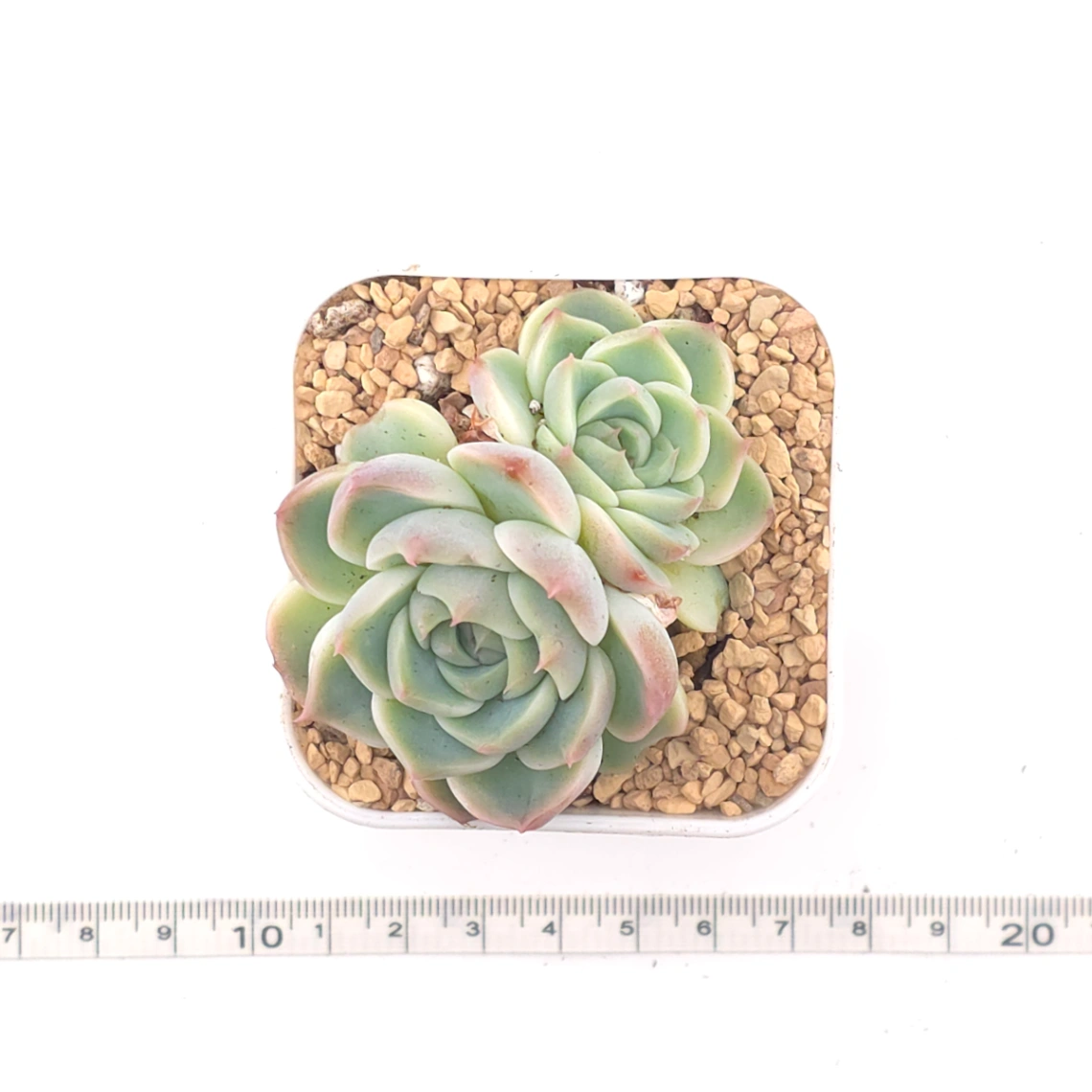 Echeveria ‘Red Velvet’ | 天鵝絨 thumbnail 4