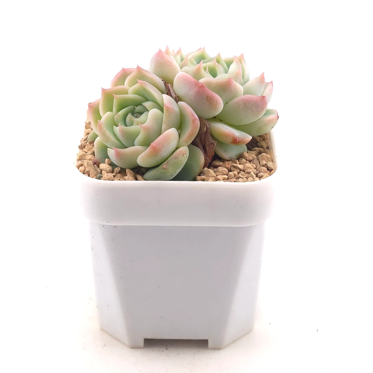 Echeveria ‘Red Velvet’ | 天鵝絨 thumbnail 3